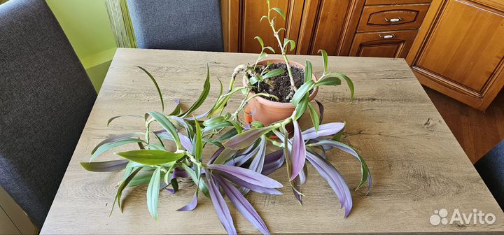 Традесканция комнатный цветок