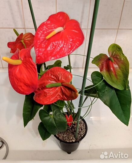 Антуриум Dakota старая