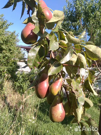 Продаю груши