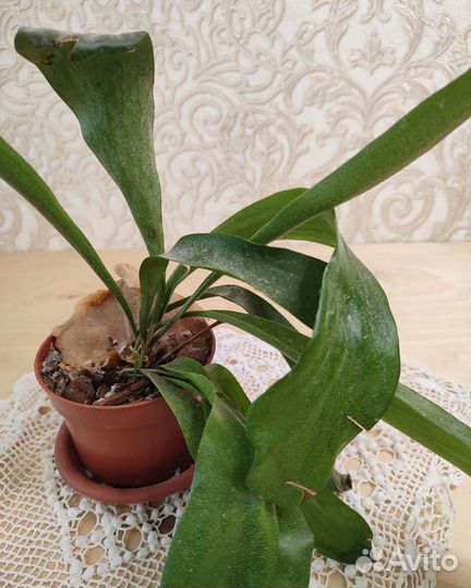 Папоротник платицериум