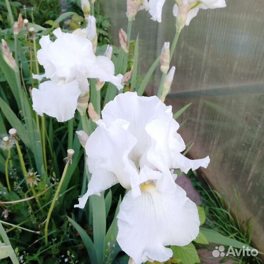 Ирисы бородатые