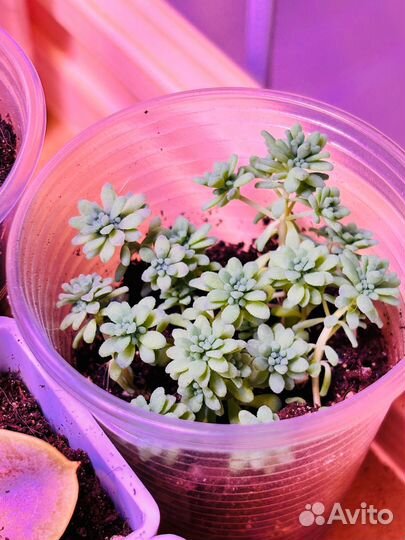 Седум испанский