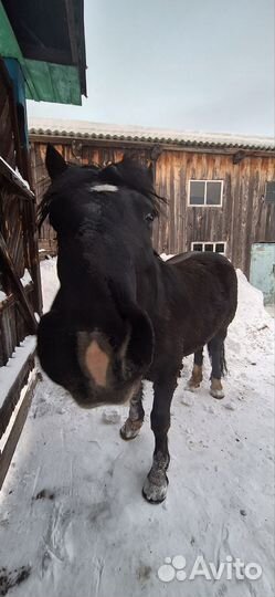 Жеребец тяжеловоз