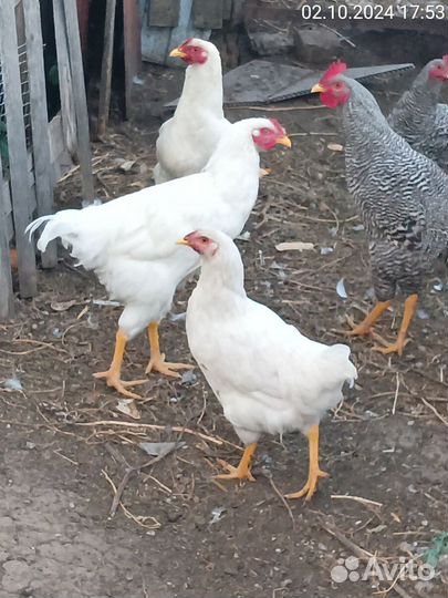 Молодые петушки Плимутрок, Ливенская