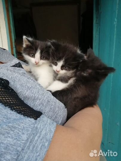 Отдам котят в хорошие руки