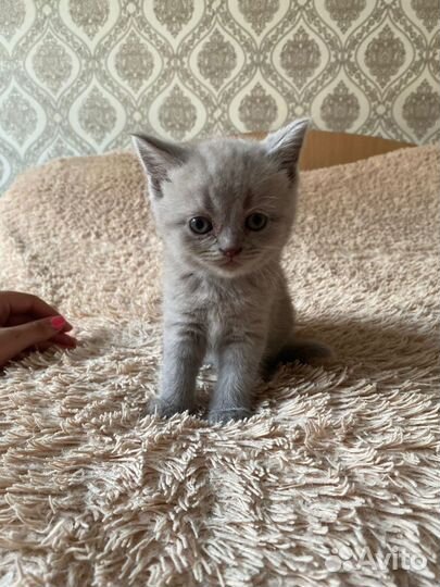 Британские котята