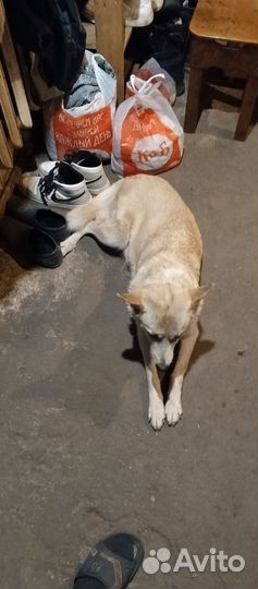 Собака в добрые руки