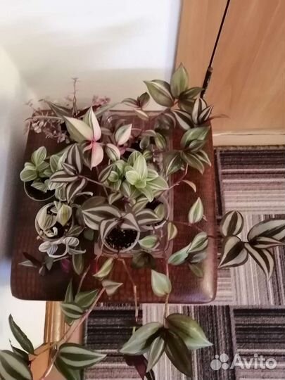 Традесканция, коллизия