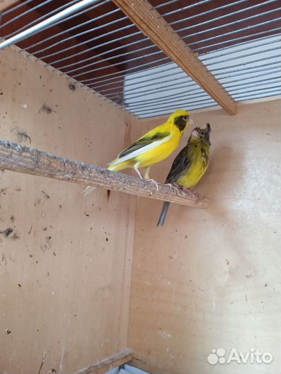 Канары певчие и молдняк