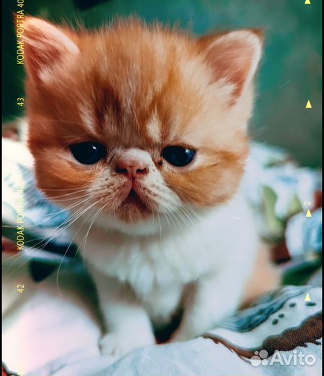 Экзотический котенок Редс