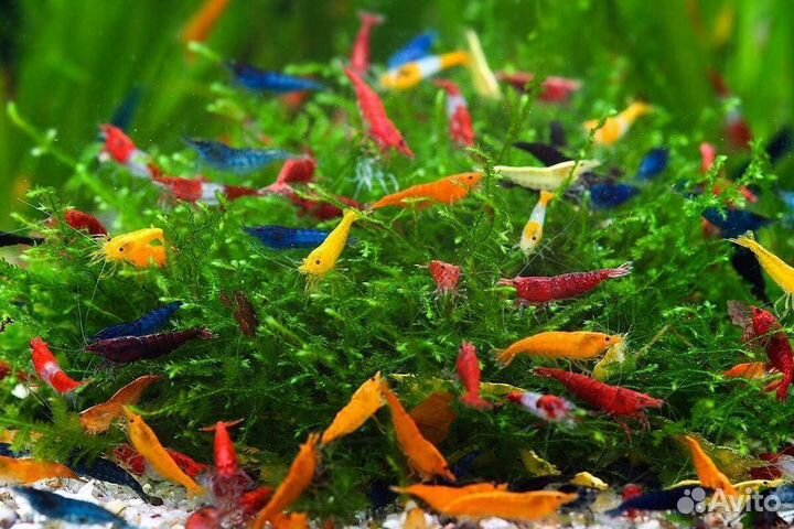 Мексиканский карликовый рак