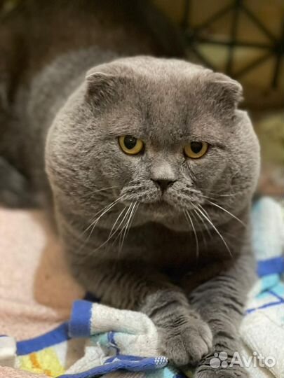 Британский кот