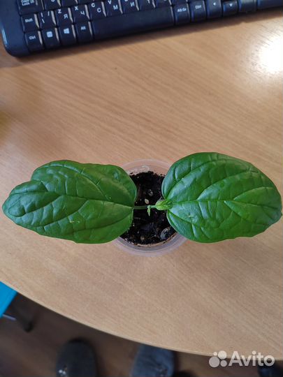 Клеродендрум Госпожи Томпсона (древо судьбы)