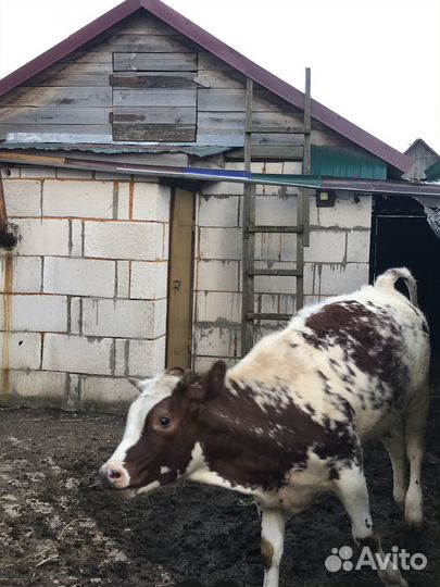 Телка на племя