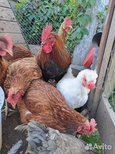 Куры и петух
