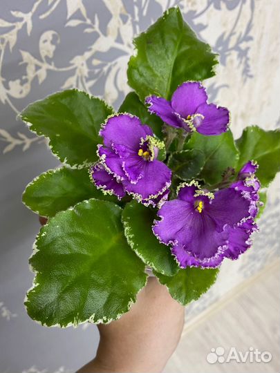 Фиалки сортовые