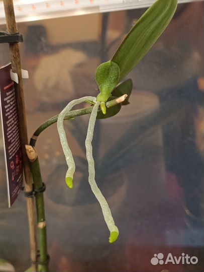 Орхидея фаленопсис scenza