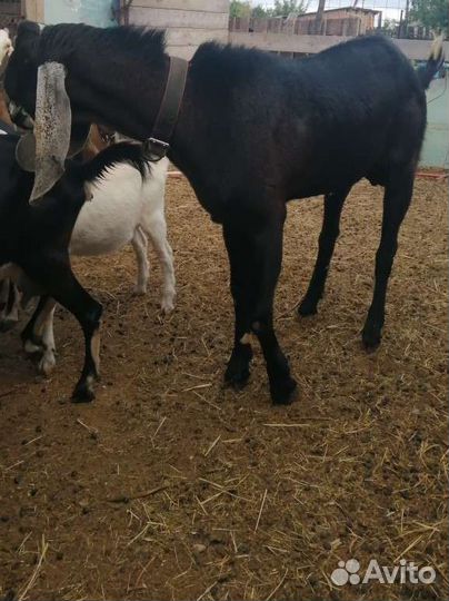 Козел на вязку