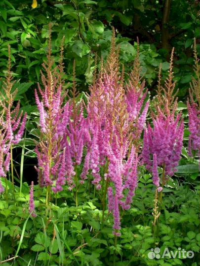 Астильба Суперба