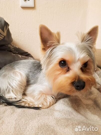 Йоркширский терьер мальчик вязка