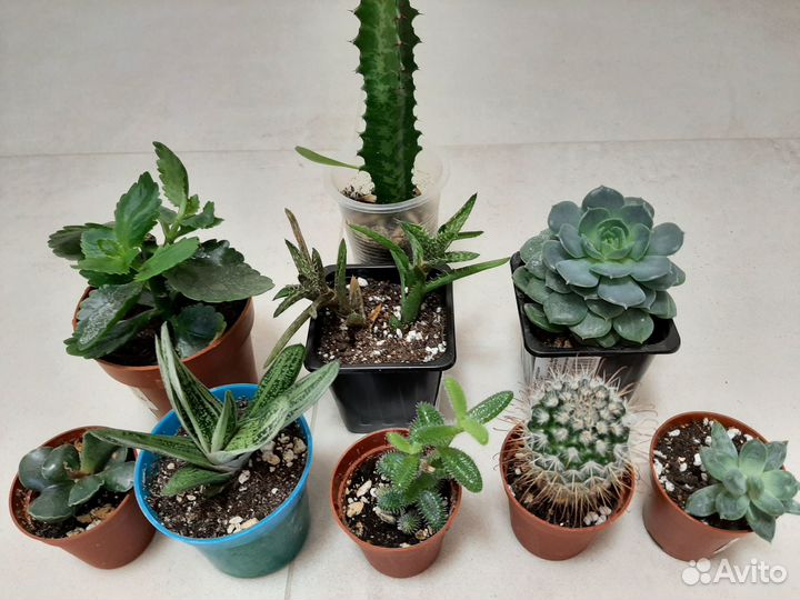 Суккуленты