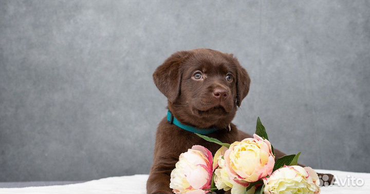 Щенки лабрадора