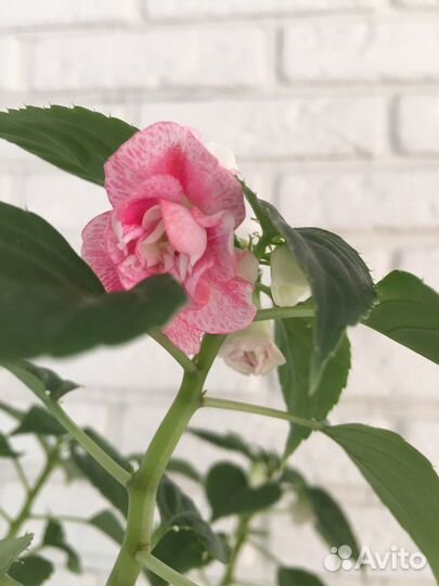 Ванька мокрый комнатные цветы