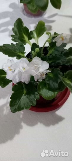 Комнатные цветы фиалки и хлорофитум