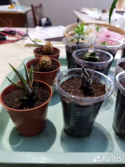 Хавортия полосатая, хавортия альба