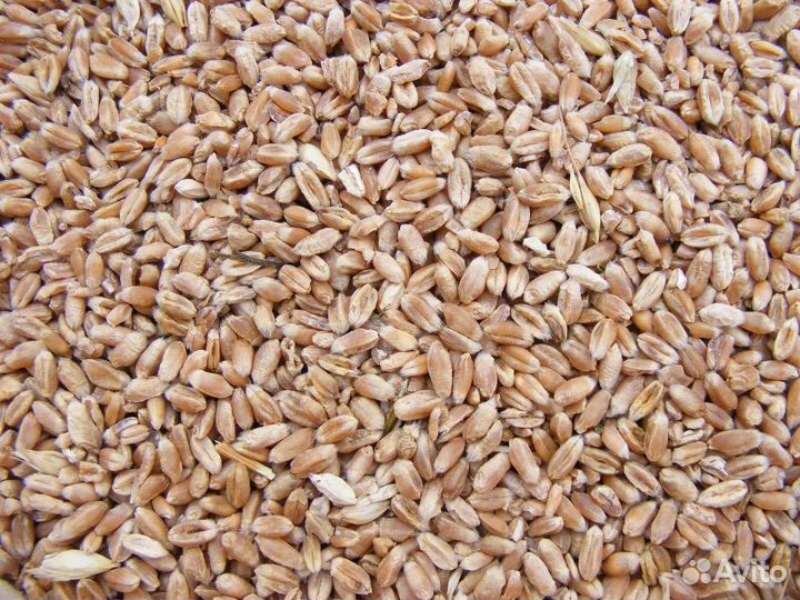 Комбикорм,пшеница,горох,ячмень,овёс,просо,кукуруза