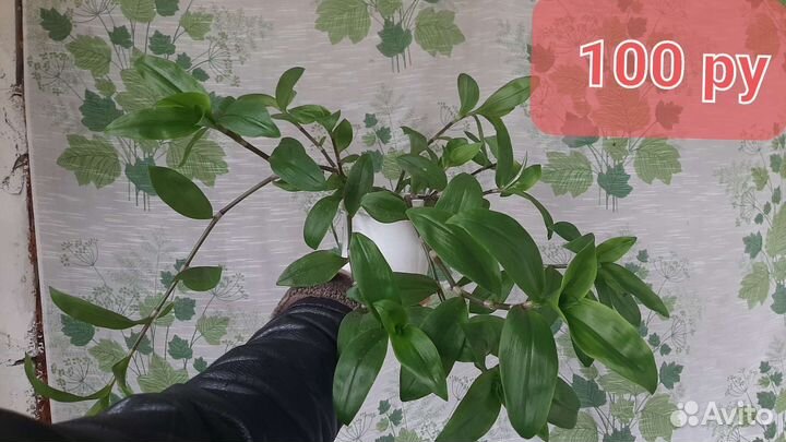 Комнатные растения