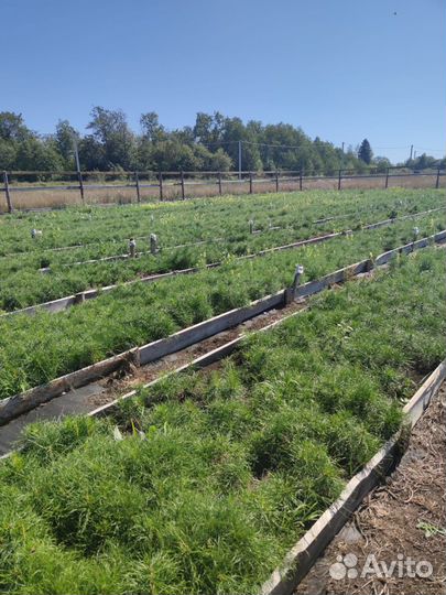 Саженцы ели зкс в розницу