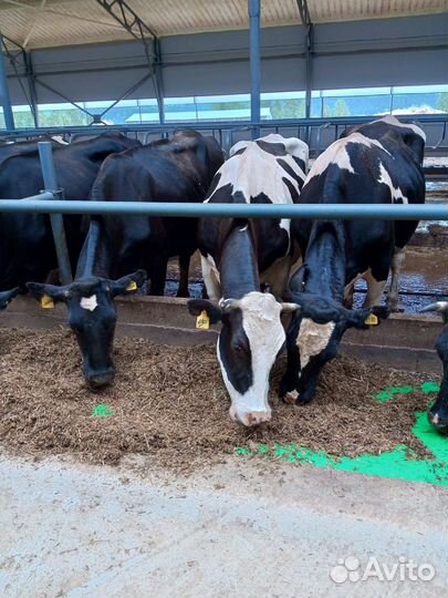 Нетели годштинской породы