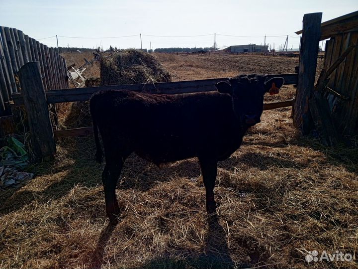 Телка 1.5 года, бык 5 месяцев