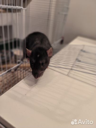 Отдам бесплатно крысу с клеткой (мальчик)