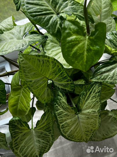 Сингониум батерфляй бабочка