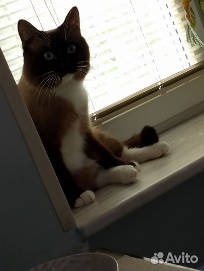Тайский кот