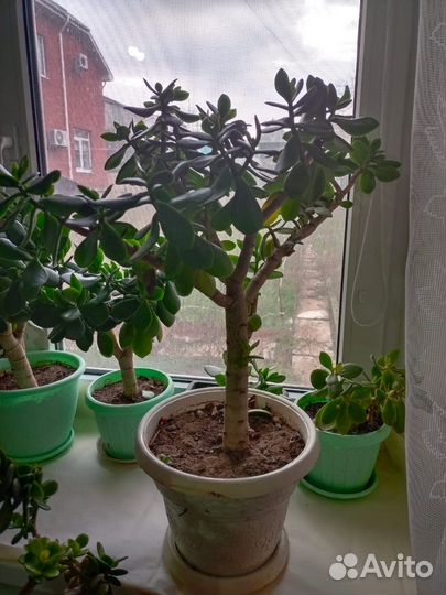 Денежное дерево толстянка крассула