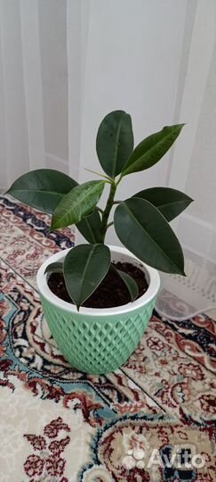 Фикус мелани