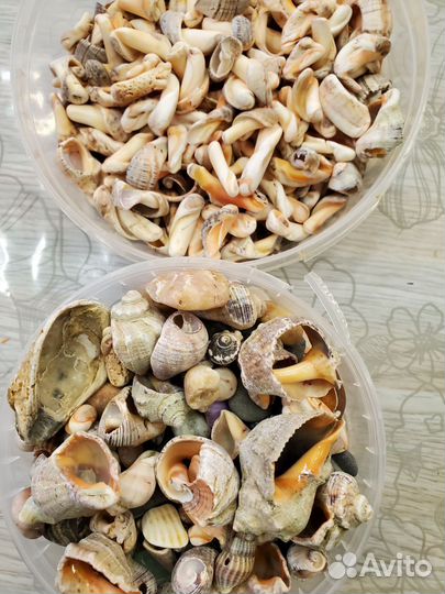 Морские ракушки и камушки