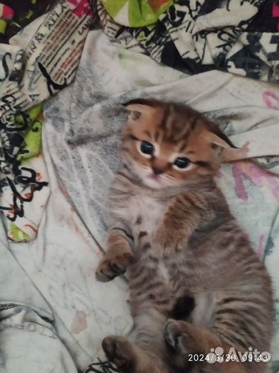 Шотландские котята