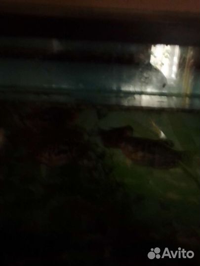 Аквариумные рыбки гурами