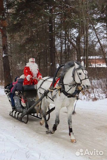Катание на лошадях