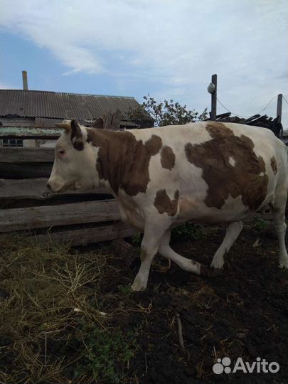 Телка стельная