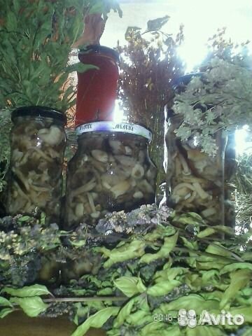 Травы,ягоды,корни