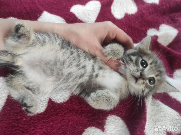 Котята