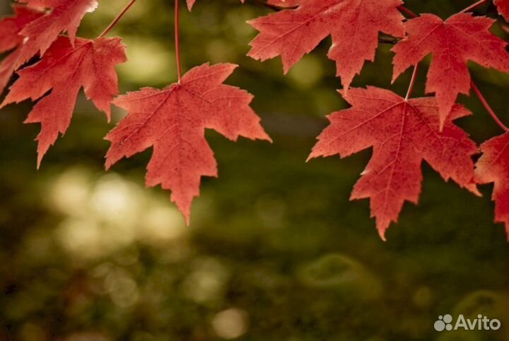 Клен Канадский