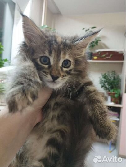 Котята Мейн-кун