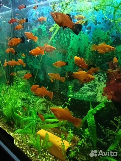 Аквариумные рыбки меченосцы