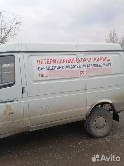 Собаки потеряшки